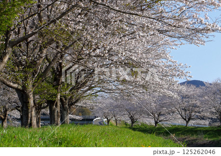 ロマンチック茨城（春の日差しがこれぞとばかり降りぞそぎ、桜並木が光、輝く。）笠間市、「夢千本桜」 125262046