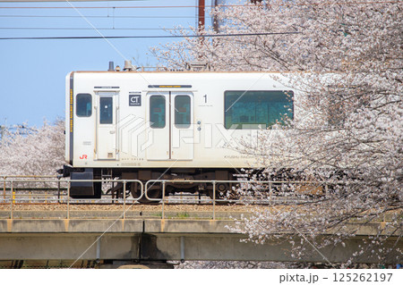 瑞梅寺川の桜と305系電車（JR九州） 125262197
