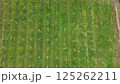 Top-down aerial view of grape cultivation fields in rural landscape 125262211