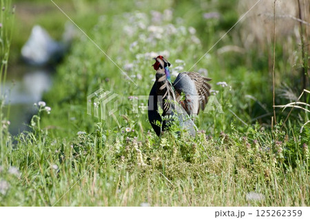 キジ pheasant / Japan キジ pheasant / Japan 125262359