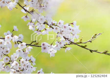 桜の花が咲いた風景 桜の花が咲いた風景 125262404