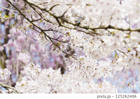 満開になった桜の花 125262406