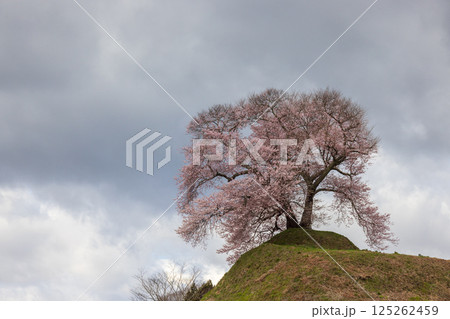 福島県三春町平堂壇の桜 125262459