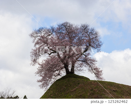 福島県三春町平堂壇の桜 125262462