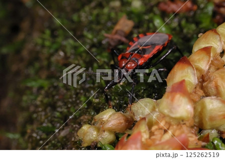 生き物　昆虫　アカシマサシガメ、四月の雑木林の林床で。平たい体の上面は派手ですが下面は黒一色 125262519