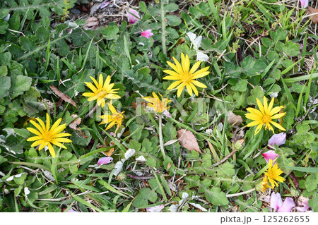 ワタゲハナグルマ Cape weed 125262655