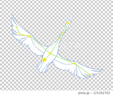 白鳥座のカラーイラスト 白鳥座のカラーイラスト 125262702