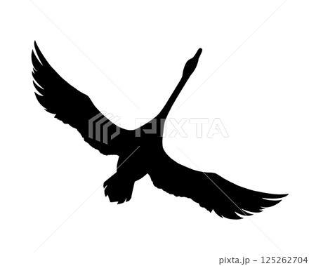 両翼を広げて飛ぶ白鳥のシルエットイラスト 両翼を広げて飛ぶ白鳥のシルエットイラスト 125262704