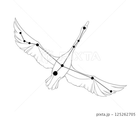 白鳥座の線画イラスト 白鳥座の線画イラスト 125262705