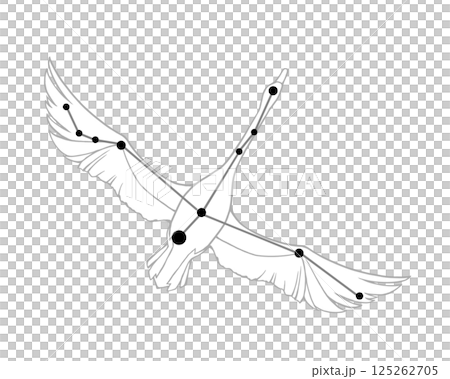 Line drawing illustration of Cygnus Line drawing illustration of Cygnus 125262705