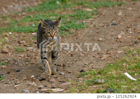 Stray cat explores a rustic path surrounded by nature in an afternoon light 125262924