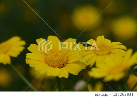 Bright yellow flowers bloom vibrantly under the warm sun in a lush garden during springtime 125262931