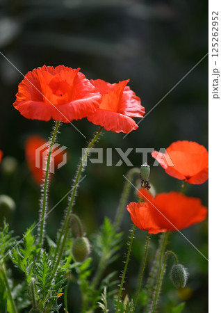 Vibrant red poppies sway in gentle breeze against a lush green backdrop in a serene garden at dawn Vibrant red poppies sway in gentle breeze against a lush green backdrop in a serene garden at dawn 125262952