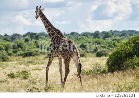 チョベ国立公園の野生のキリン 125263131