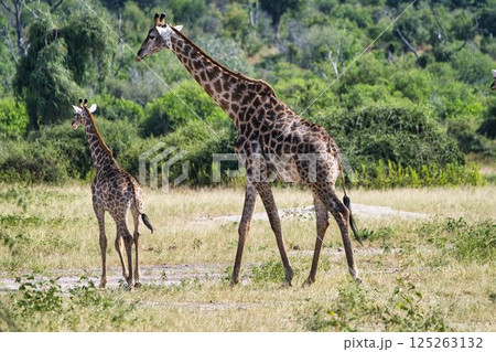 チョベ国立公園の野生のキリン 125263132