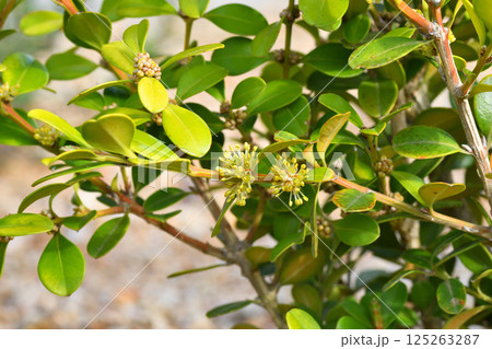 柘植、ツゲの花 125263287