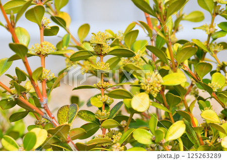 柘植、ツゲの花 125263289