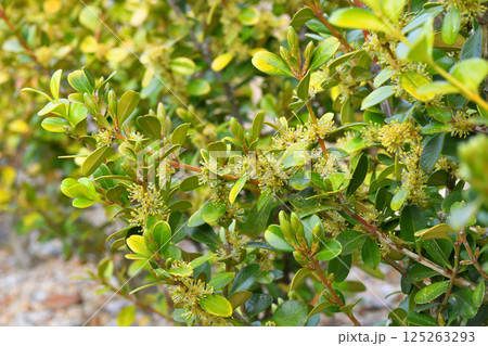 柘植、ツゲの花 125263293