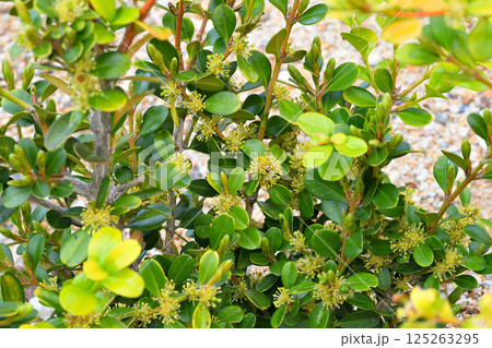 柘植、ツゲの花 125263295