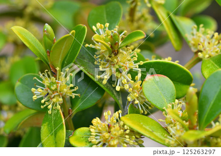 柘植、ツゲの花 125263297
