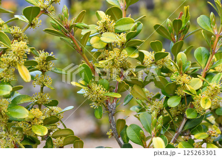 柘植、ツゲの花 125263301