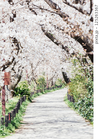 <春日井>桜の名所 水道道 <春日井>桜の名所 水道道 125263367