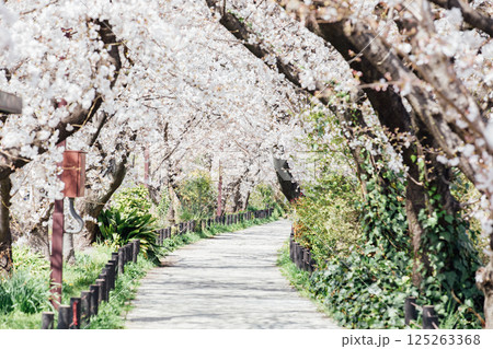 ＜春日井＞桜の名所　水道道 125263368