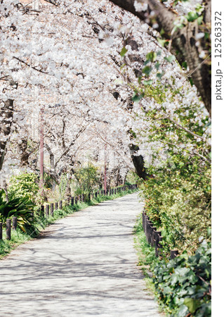 <春日井>桜の名所 水道道 <春日井>桜の名所 水道道 125263372
