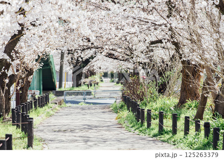 ＜春日井＞桜の名所　水道道 125263379