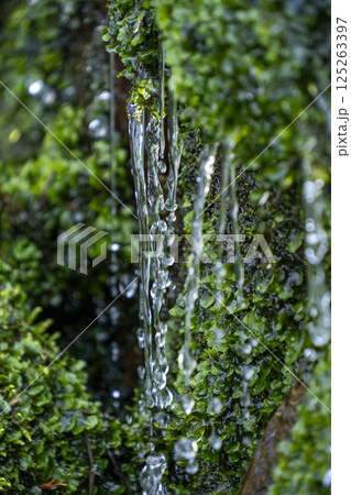 苔の生えた岩に落ちる水滴 苔の生えた岩に落ちる水滴 125263397