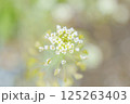 白い花 125263403