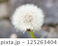 ふわふわなタンポポの綿毛 125263404