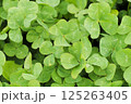 クローバー 125263405