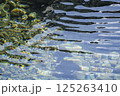 水面 125263410