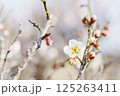 春の訪れを告げる梅の花 125263411