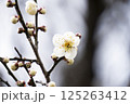 白い梅の花 125263412