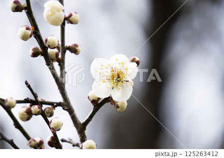 白い梅の花 125263412