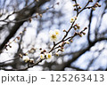 白い梅の花 125263413