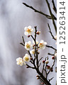 白い梅の花 125263414