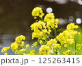 水辺に咲く菜の花 125263415