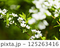 白い花 125263416