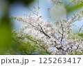 葉の隙間に現れる桜の花 125263417