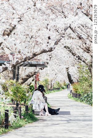 <春日井>桜の名所 水道道 <春日井>桜の名所 水道道 125263679
