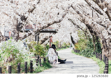 <春日井>桜の名所 水道道 <春日井>桜の名所 水道道 125263680