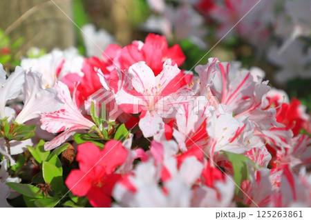 赤い筋が入った紅白のツツジ　　 125263861