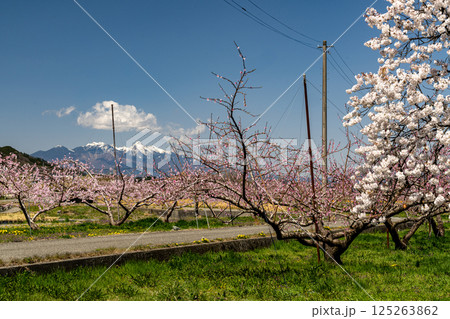 桃の花と桜　八ヶ岳を望む 125263862