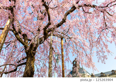 枝垂れ桜と文翔館 枝垂れ桜と文翔館 125263904
