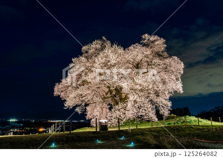 ライトアップされたわに塚の一本桜 125264082