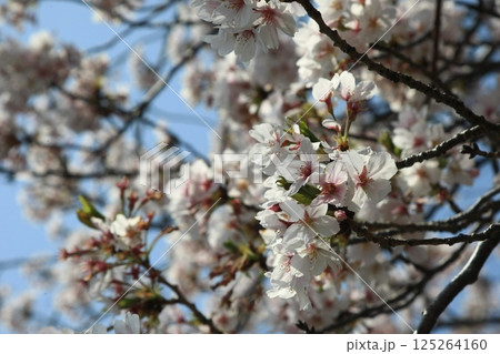 春の青空に映える桜 春の青空に映える桜 125264160