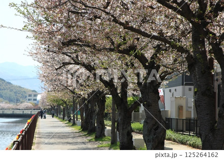 満開の桜の下にある遊歩道 満開の桜の下にある遊歩道 125264162